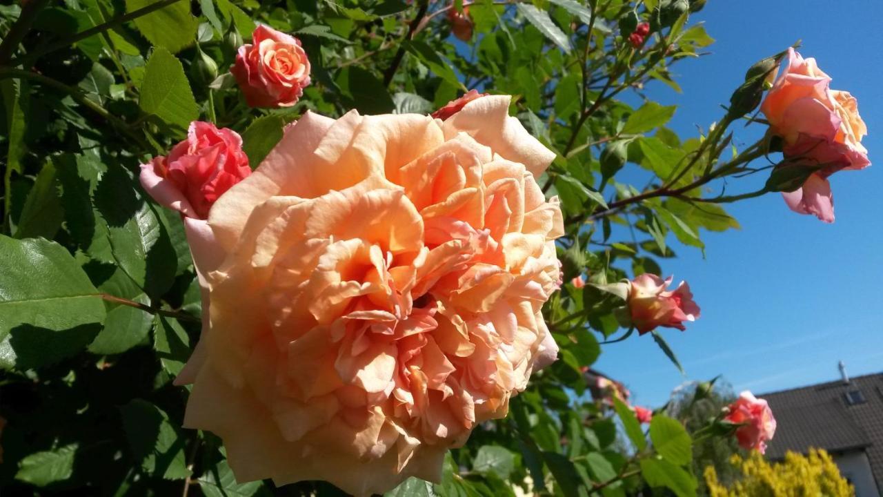 ****Fewo "Alltag...Ade'" Dippoldiswalde Buitenkant foto